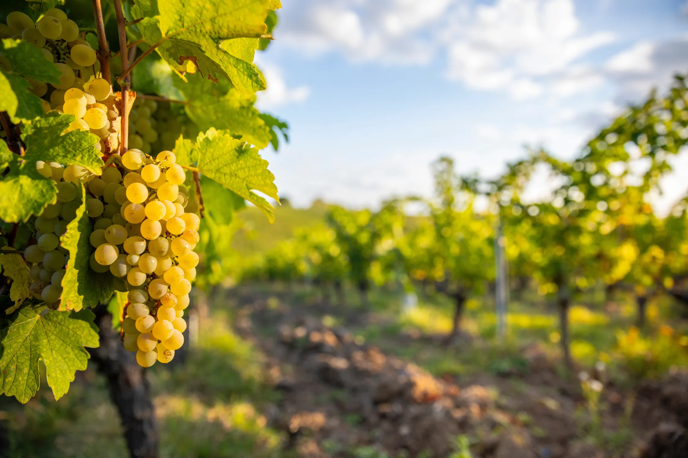 白ワインの世界：主な産地と個性 - Image 1